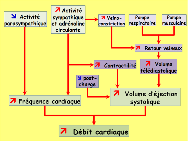 Schéma récapitulatif des facteurs influençant le débit cardiaque