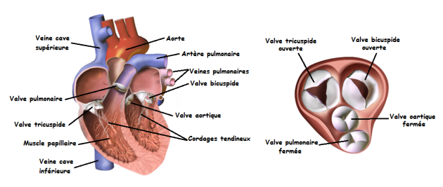 Schéma présentant deux coupes du cœur permettant de mettre en évidence l'aspect et les positions des valves dans le cœur