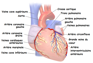 Schéma illustrant le système coronarien et sa localisation sur le cœur humain