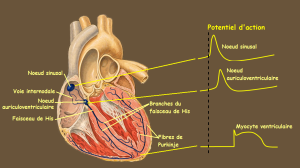 Schéma présentant les élémenent du système cardionecteur et leurs positionnement ainsi que les courbes de potentiel d'action de différentes cellules