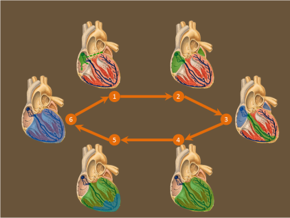 Schéma représentant les 6 étapes de la dépolarisation du cœur