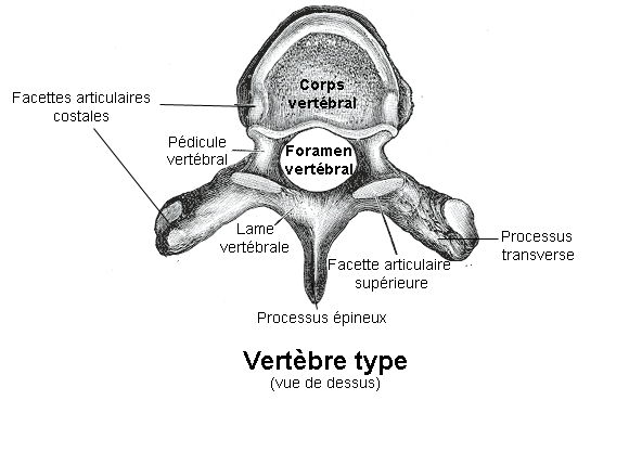 Physiologie Des Syst mes Int gr s Les Principes Et Fonctions Cr dits
