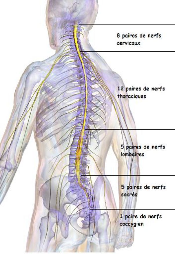 Système nerveux périphérique : Nerfs spinaux (ou rachidiens) : plexus  pudental (S2-S4)