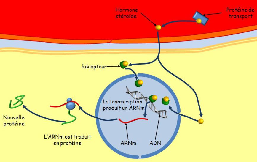 HORMONES : Rôle des récepteurs nucléaires - Encyclopædia Universalis