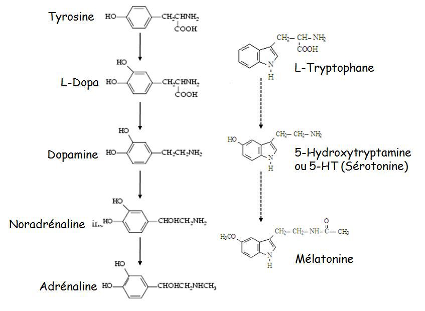 Пэт с тирозином. Тирозин. Мелатонин из тирозина. Кремния, триптофана и тирозина.. УФ-спектры триптофана и тирозина.