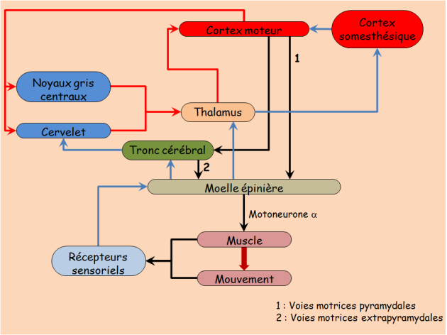Schéma des relations entre les différents centres du système nerveux central impliqués dans le mouvement volontaire