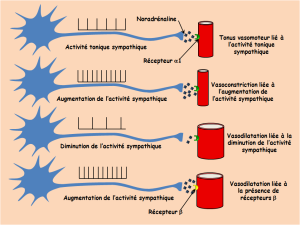 Schéma représentant la vasodilatation ou vasoconstriction artériolaire liée à l'activité du système nerveux sympathique