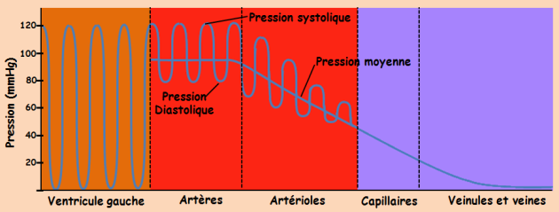 Schéma représentant la pression dans le ventricule gauche et dans le réseau vasculaire