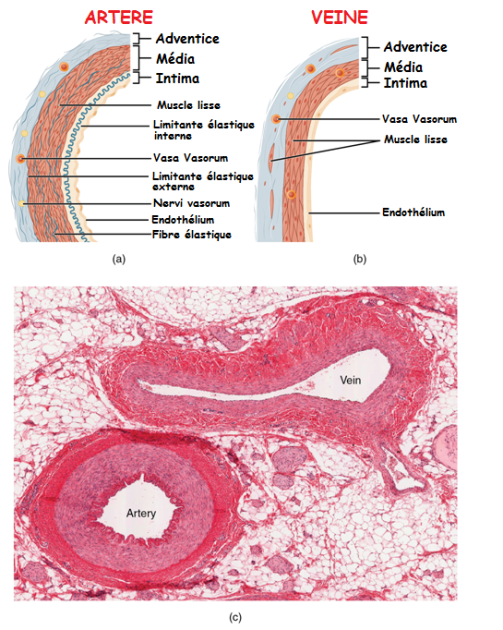 Schéma représentant les trois couches de composition d'un vaisseaux sanguin ou d'une artère