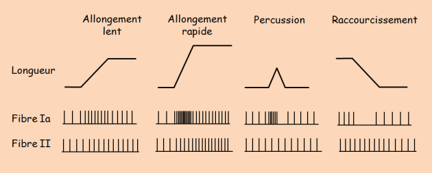 Fréquence des potentiels d'action dans les afférences Ia et II suite à différentes perturbations de longueur