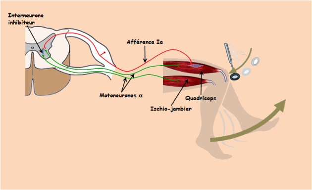 Schématisation du réflexe myotatique depuis la moelle épinière jusqu'au muscle