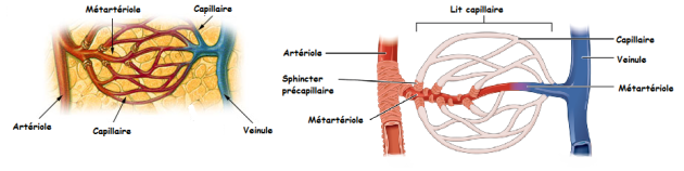 Schéma présentant l'action des sphincters précapillaires sur la circulation du sang dans les capillaires