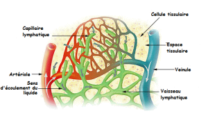 Schéma représentant la relation entre les capillaires sanguins et vaisseaux lymphatiques