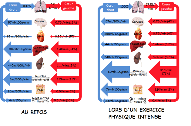 Schéma représentant le débit sanguin dans les différents organes au repos (à gauche) et lors d'un exercice physique intense (à droite).
