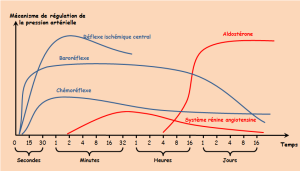 Graphe représentant les effets de régulation de la pression artérielle en fonction du temps de plusieurs mécanismes