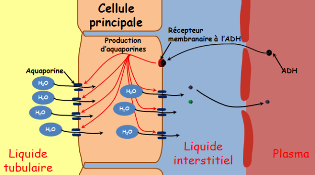 Schéma illustrant l'effet de l'ADH sur la réabsorbtion facultative de l'eau par les cellules principales