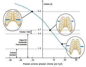 Graphe du volume du thorax en fonction de la différence de pression entre l'air extérieur et l'air intérieur