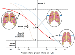 Graphe du volume de l'ensemble thoraco-pulmunoaire en fonction de la différence de pression entre l'air extérieur et l'air intérieur