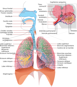 Schéma présentant tous organes du systèmes respiratoire et leur positions dans le corps humain