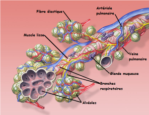Schéma représentant les alvéoles pulmonaires au bout d'une bronchiole
