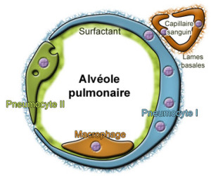 Schéma illustrant le positionnement des pneumocyte sur les alvéoles pulmonaires