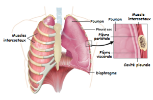 Schéma illustrant les différentes parties de la cage thoracique et leurs positions dans le corps humain