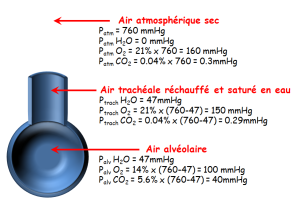 Schéma présentant les différences de pression entre l'air extérieur et l'air alvéolaire