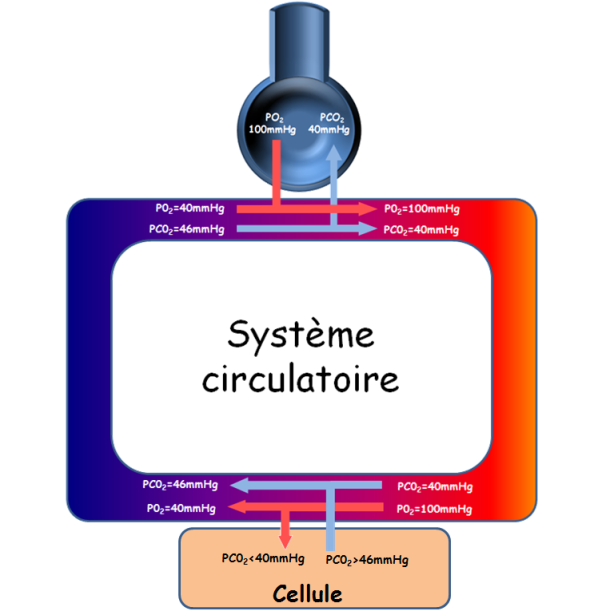 Physiologie des systèmes intégrés, les principes et fonctions - Transport  des gaz dans le sang