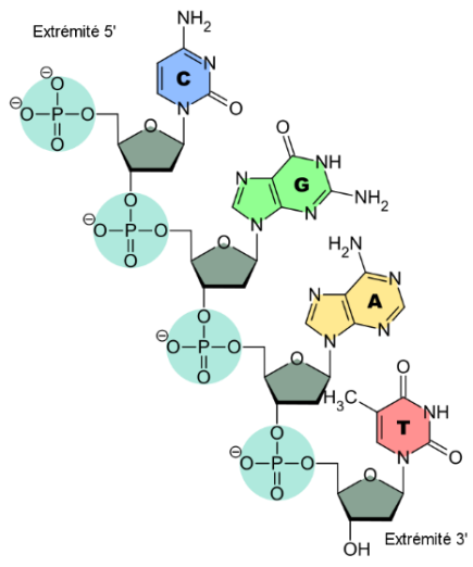 Schéma représentant le monobrin d'ADN composé de nucléotides successifs formant la séquence CGAT