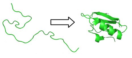 Image représentant le repliement de la chaîne non-structurée 1D vers la structure 3D de la protéine