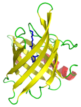 Représentation 3D d'une protéine en forme de "tonneau béta"