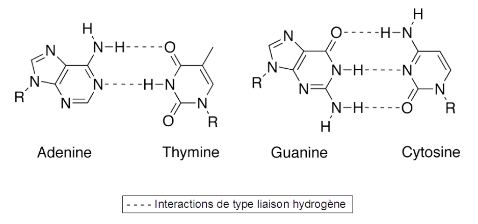 Тимин формула. Аденин Тимин связь. Формула аденин гуанин Тимин. Таблица гуанин цитозин Тимин РНК ДНК. Аденин цитозин.