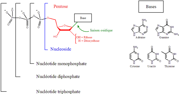 Schéma représentant l'addition de deux nucléosides à un groupement phosphate