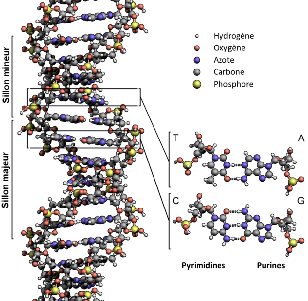 La structure en double hélices de l'ADN est due à l'appariement des bases entre elles ainsi qu'à l'empilement des ces bases les unes sur les autres. Les atomes de carbone sont en gris, les oxygènes en rouge, les azotes en bleu, les hydrogènes en blanc et les phosphates en jaune.