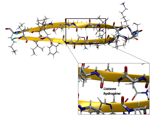 Schéma représentant l'enchaînement 3D de la chaîne d'acides aminés ainsi que les liaisons hydrogènes permettant au feuillet beta antiparallèle de se structurer