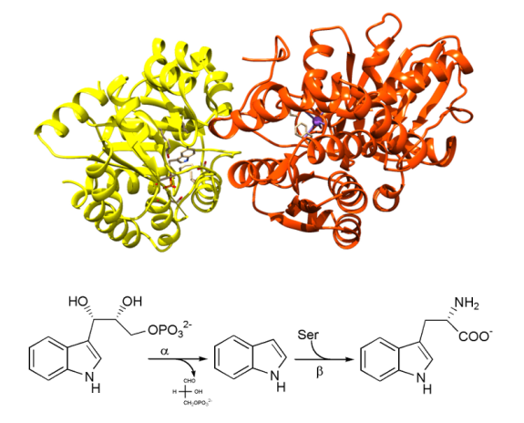 Image supérieure: représentation 3D de la tryptophane synthase est une enzyme bi-fonctionnelle