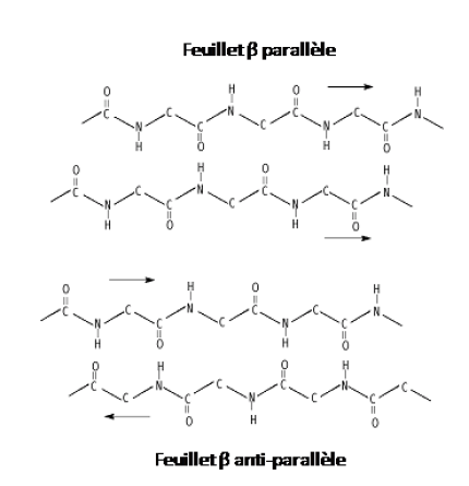 Schéma représentant la différence d'enchainement entre le feuillet beta parallèle et antiparallèle