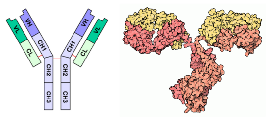 Image de gauche: représentation schématique des chaînes. Image de droite: représentation 3D de l'anticorps avec les chaînes lourdes en rouge/orange et les chaînes légères en jaunes.